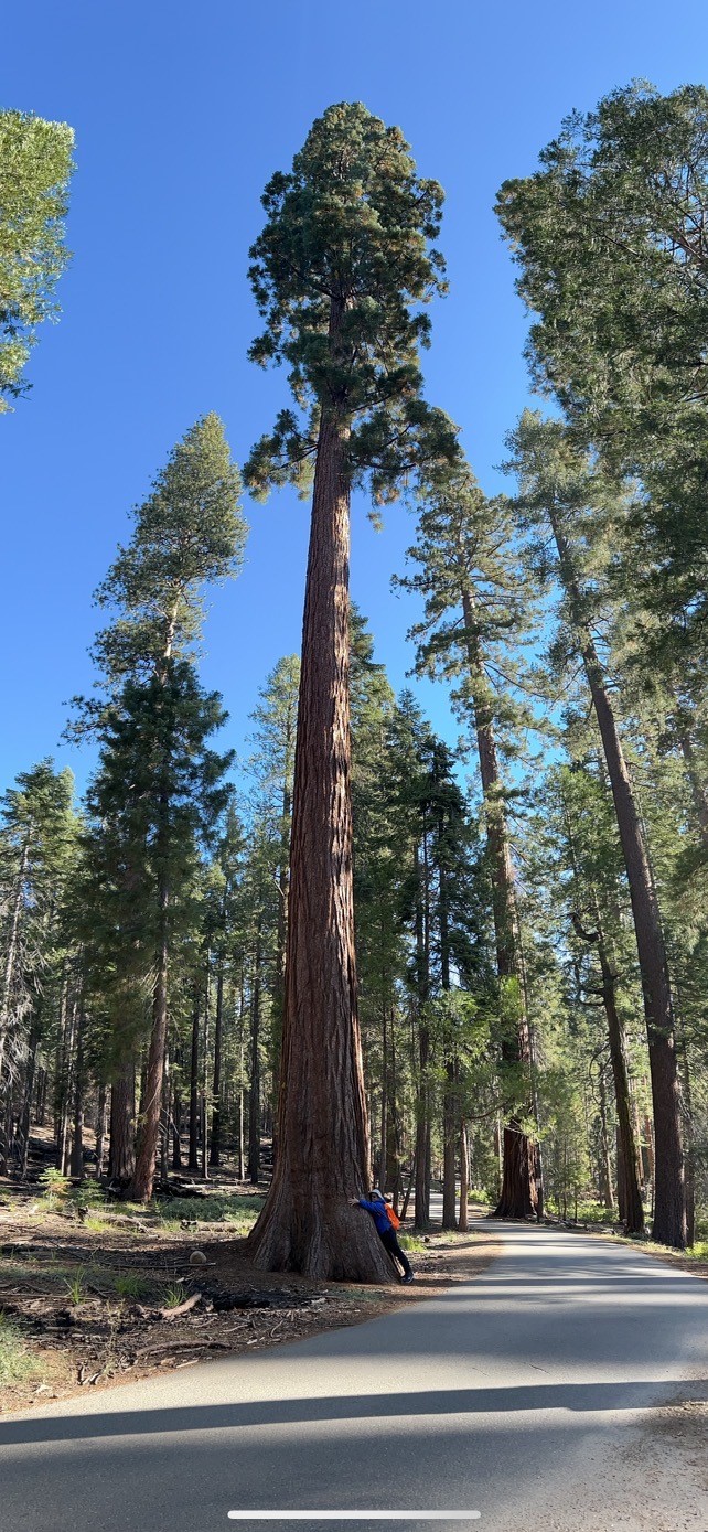 Sequoia tree